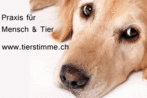 Praxis für Mensch und Tier - Grundackerweg 57 - 8965 Berikon - Tel. 056 610 02 78 - info@tierstimme.ch