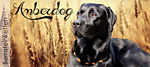 Amberdog (Schweiz) Schäfer - Im Gubel 23 - 8630 Rüti - Tel. 055 240 94 39 - info@amberdog.ch