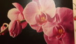 ThaiOrchide Massage - Altstetterstr., 168 - 8048 Zürich - Tel. +41791330582 - LovlyAngel@hotmail.com