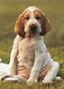 BioPetFood GmbH - Riblistrasse 5 - 8173 Neerach - Tel. 043 433 08 70 - info@biopetfood.ch